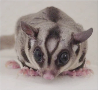 sugar glider rodent