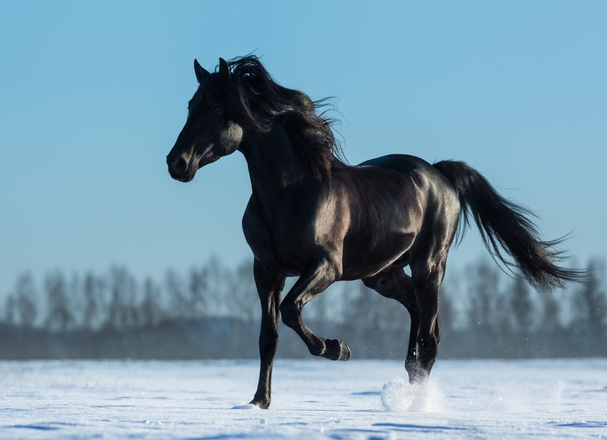 horse-a-black-horse-we-encountered-on-our-sunday-walk-nick-benson