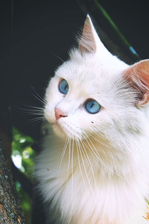 image 75332160a3baed54d21eb0ff201f473d blue eyes white cats jpg