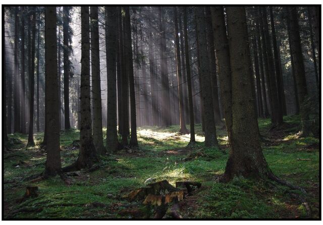 File:Dark forest by cooad.jpg