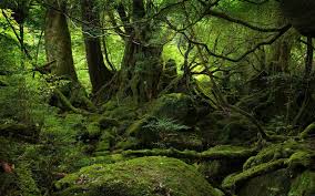 Jungle