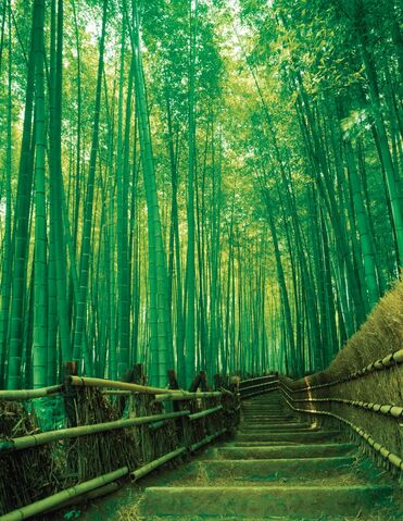 File:Sagano-Bamboo-Grove-....jpeg