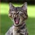 Katze