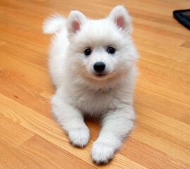 Puppy