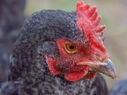 Hen