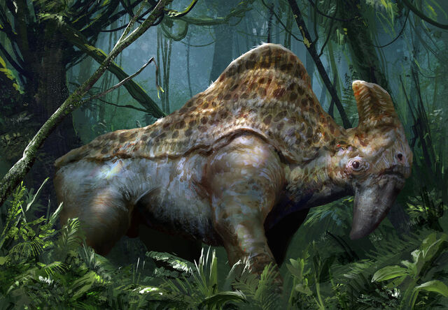 Fichier:Amphicéris.jpg