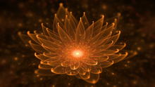 Lotus lumineux