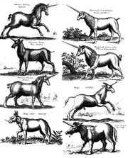8 Unicorn Types