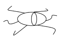 Tentakelauge