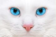 Froststern RF