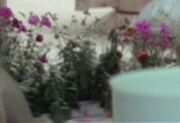 Larsflowers