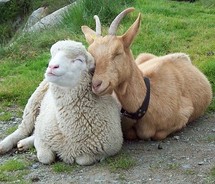 Sheepgoat