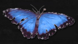Jennifer'sButterfly
