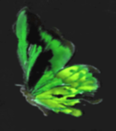 GreenButterfly