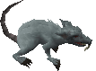 Giant Rat