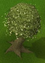 Magic tree
