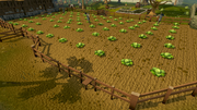 Falador cabbage patch
