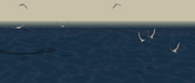 Groupofgull