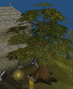 Man up tree