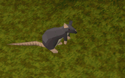 Rat idle animation