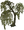Willow tree