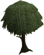 Willow tree