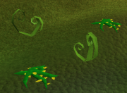 Snakeweed