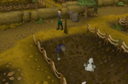Planta Rune