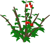 Red berry