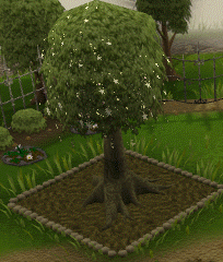 Runescape skills farming magictree-fullygrown