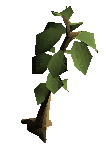 Tree teak