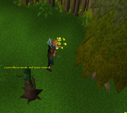 Tree Spirit