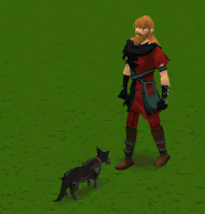 Pet Cat
