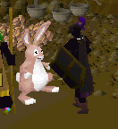 Bunny Transformation