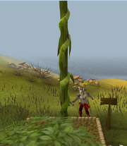 Sylas and the beanstalk