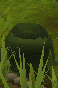 Penguin in Disguise