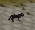 Pet kitten maassa