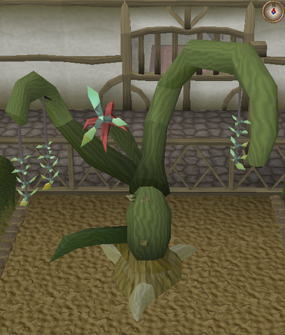 File:Jade vine branch pruning stage 5.png