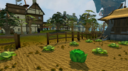 2017 Easter Event Cabbage