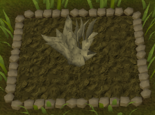 Goutweed5