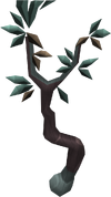 Tangle Gum Tree