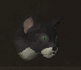 Pet kitten profil