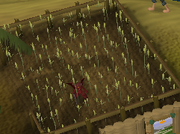 CircleImp
