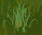 Fever grass (plant)