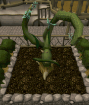 Wild jade vine