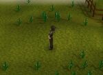 Flaxfield with geoffrey