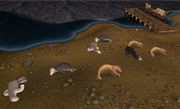 Seals sleeping