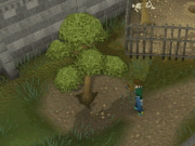 Cortando teixo em varrock
