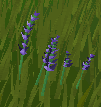 Lavender (plant)
