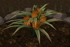 how many pineapples per plant